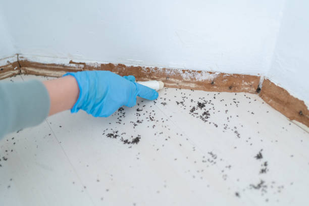 Professional Pest control in Waverly, IL